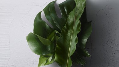 Finest Ingredients On Earth Article Kérastase
